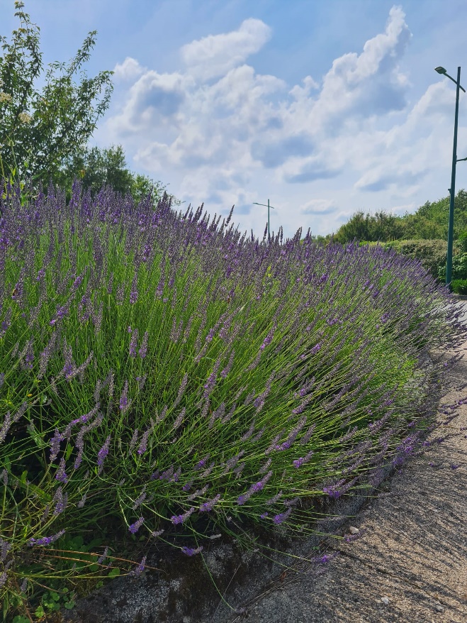 Lavande vraie